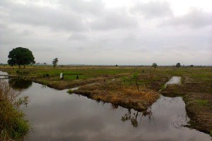 baru4-Inilah-salah-satu-lahan-persaahan-milik-warga-Desa-Margatani-Air-Sugihan-OKI-yang-diklaim-oleh-PT-SAML-Selatan-Agro-Makmur-Lestari.